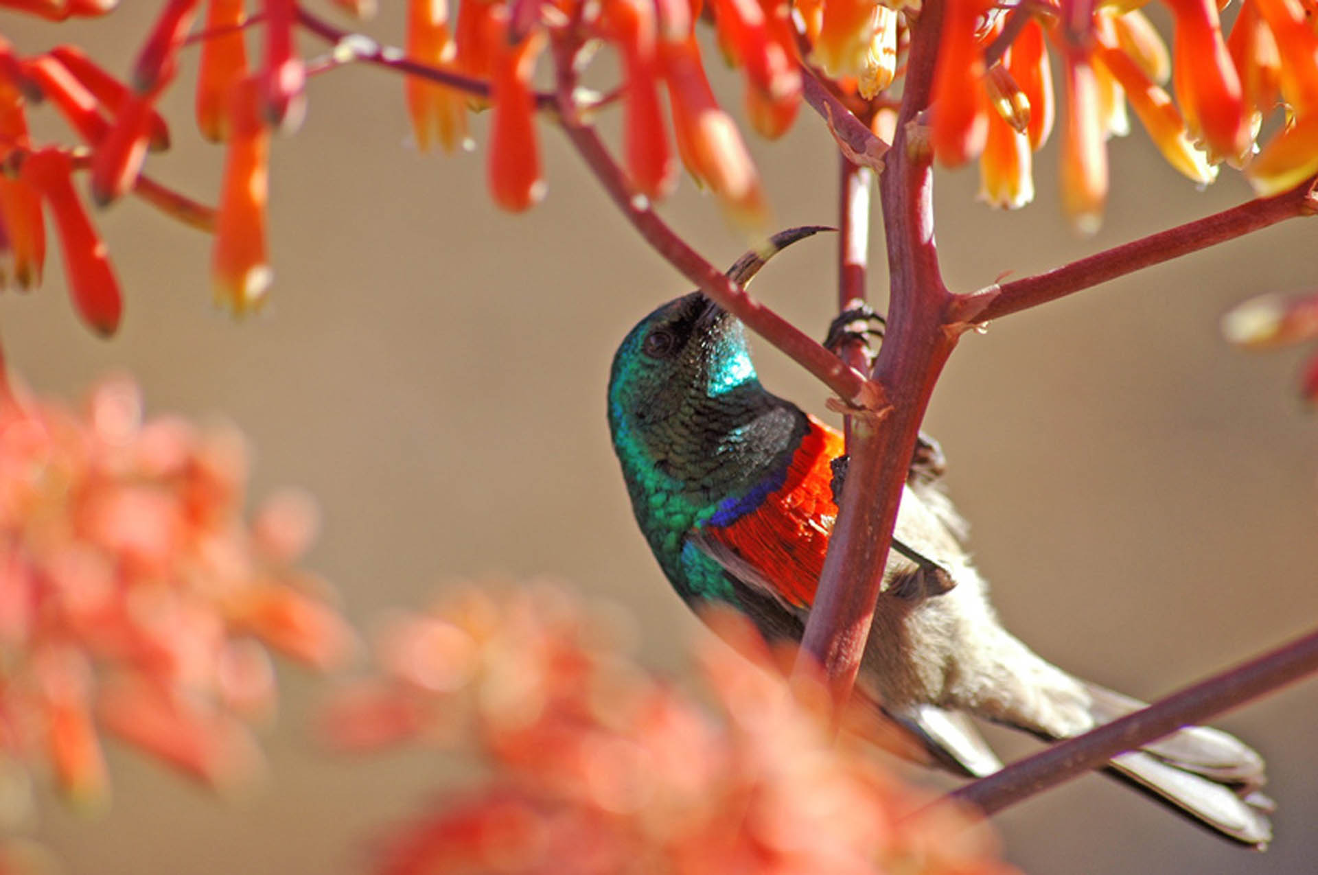 Borana Conservancy, Kenya